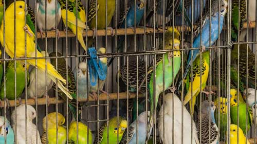 A CAGE FULL OF BIRDS by David W. Dyer
